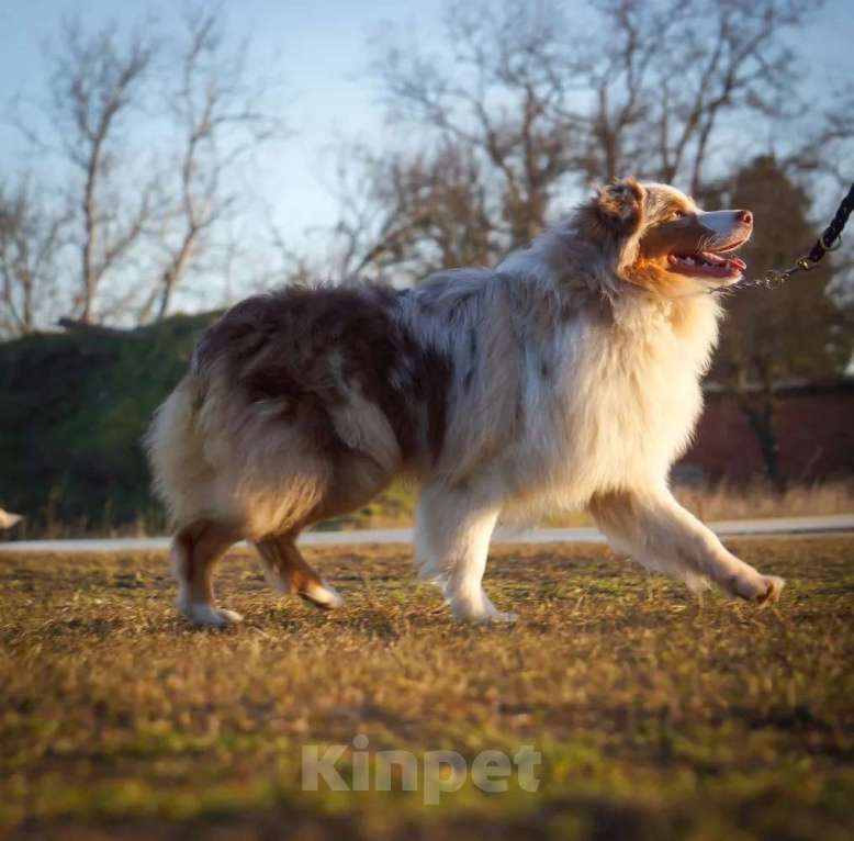 Собаки в Ейске: Отдам в заботливые руки Мальчик, Бесплатно - фото 7
