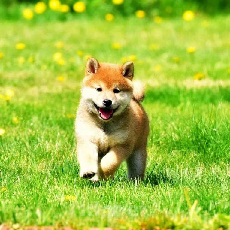 Собаки в Комсомольске-На-Амуре: Сиба Инцы ищут ответственных хозяев😊 Девочка, 40 000 руб. - фото 1