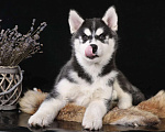 Собаки в Смоленске: Щенок Сибирской хаски Мальчик, 50 000 руб. - фото 4