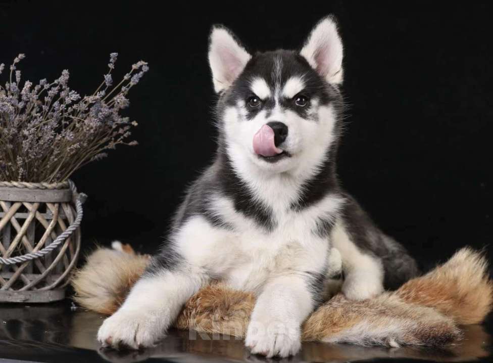 Собаки в Смоленске: Щенок Сибирской хаски Мальчик, 50 000 руб. - фото 4