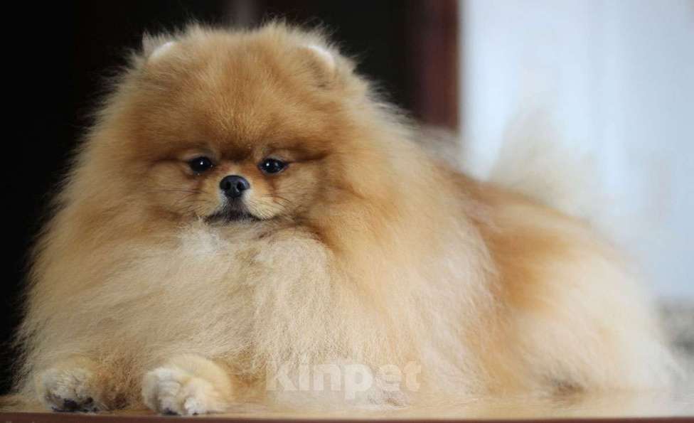 Собаки в Кемерово: Подрощенный померанский шпиц Мальчик, 30 000 руб. - фото 3