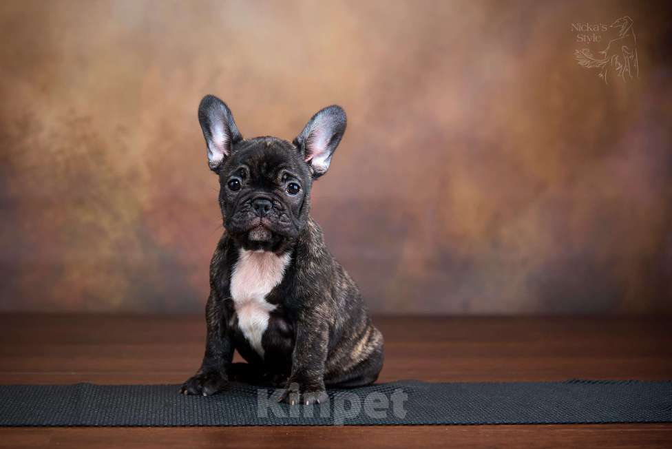 Собаки в Ростове-на-Дону: Готовы к переезду. Девочка, 35 000 руб. - фото 3