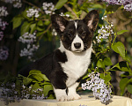 Собаки в Голицыно: Вельш корги кардиган девочка Девочка, Бесплатно - фото 1