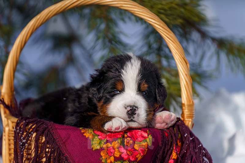 Собаки в Волоколамске: Бернский Зенненхунд, питомник РКФ. Девочка, Бесплатно - фото 8