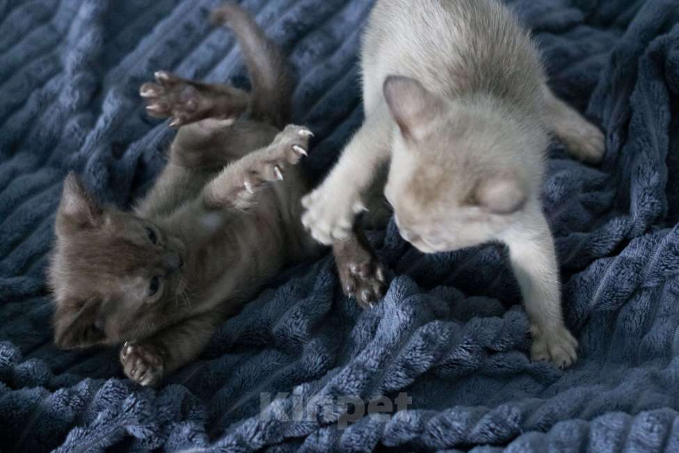 Кошки в Нижнем Новгороде: Бурманский мальчик шоколадного окраса Мальчик, 45 000 руб. - фото 9