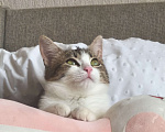 Кошки в Рязани: Кошечка в добрые руки Девочка, 1 руб. - фото 4