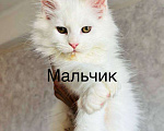 Кошки в Санкт-Петербурге: Котят мейн-куна Мальчик, 25 000 руб. - фото 3