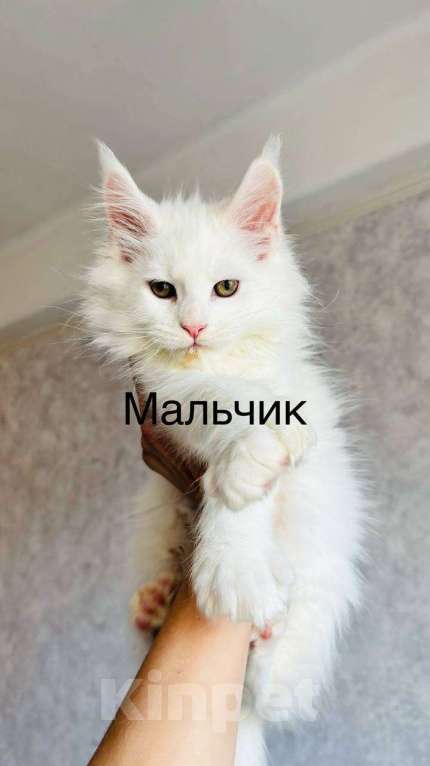 Кошки в Санкт-Петербурге: Котят мейн-куна Мальчик, 25 000 руб. - фото 3