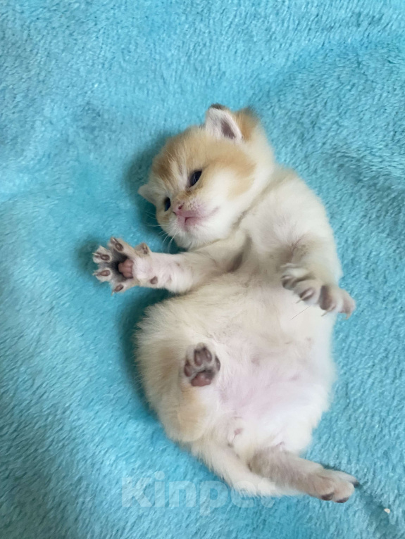 Кошки в Москве: Шотландский котенок Мальчик, 50 000 руб. - фото 3