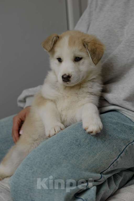 Собаки в Видном: Ягодка ищет дом Девочка, Бесплатно - фото 7