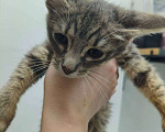 Кошки в Москве: Котенок Тигруля ищет дом Девочка, Бесплатно - фото 5