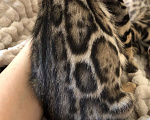 Кошки в Екатеринбурге: Бенгальский котенок Девочка, Бесплатно - фото 4