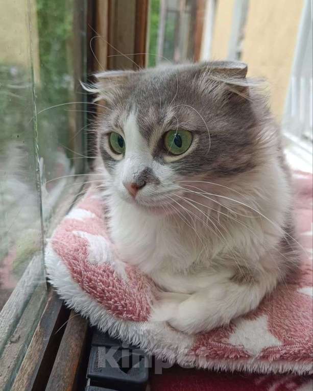 Кошки в Москве: Зеленоглазая кошечка Конопулька ищет дом! 🏡 Девочка, Бесплатно - фото 3