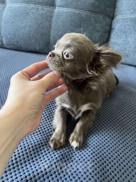 Собаки в Москве: Девочка лиловая. Длинношерстная Девочка, 50 000 руб. - фото 2