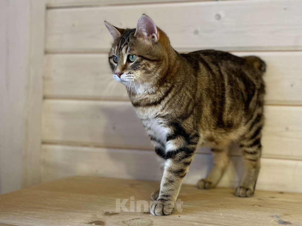 Кошки в других городах Московской области: Курильский бобтейл короткошерстный  Мальчик, 15 000 руб. - фото 1