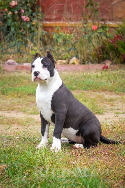 Собаки в других городах Московской области: Американский булли Xl/классик Девочка, 50 000 руб. - фото 4