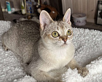 Кошки в Домодедово: Сингапура, Сингапурская кошка, котята , Москва Разнополые, Бесплатно - фото 3