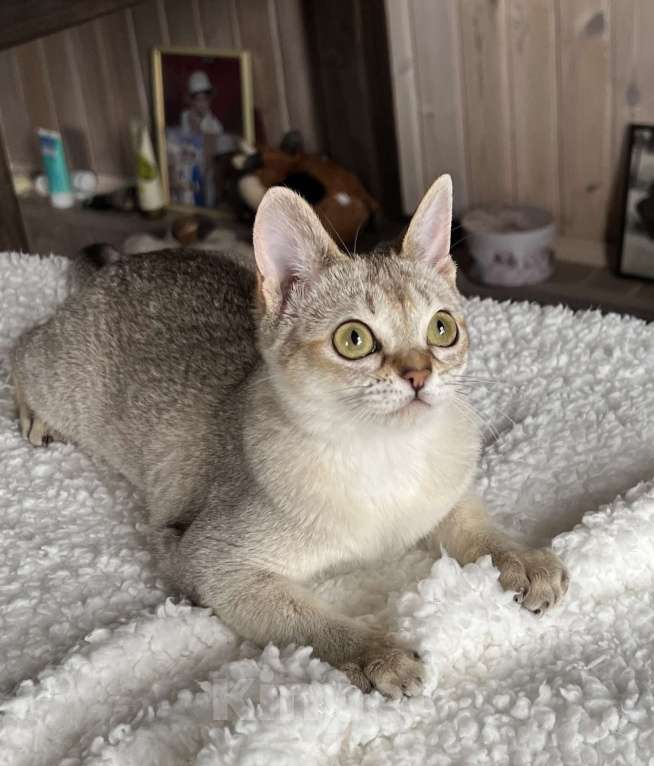 Кошки в Домодедово: Сингапура, Сингапурская кошка, котята , Москва Разнополые, Бесплатно - фото 3