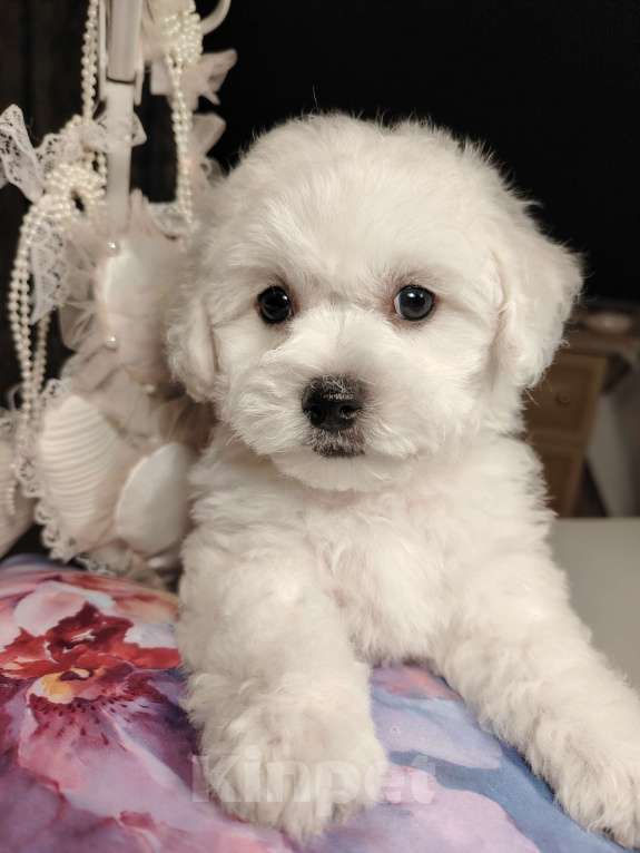 Собаки в Сыктывкаре: Щенок Бишон Фризе, мальчик. Рождён 12.09 24 Документы РКФ Брид класс  Готов к передаче Мальчик, 35 000 руб. - фото 2