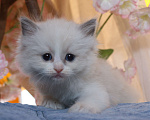 Кошки в Санкт-Петербурге: Рэгдолл Девочка, 80 000 руб. - фото 3