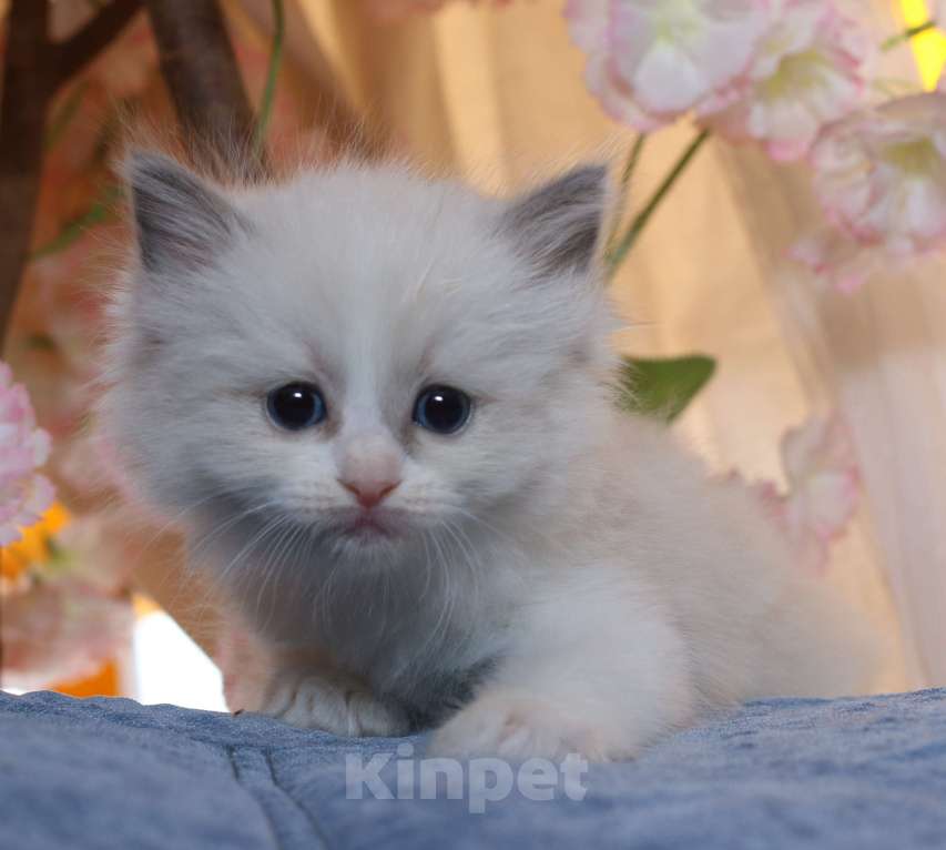 Кошки в Санкт-Петербурге: Рэгдолл Девочка, 80 000 руб. - фото 3