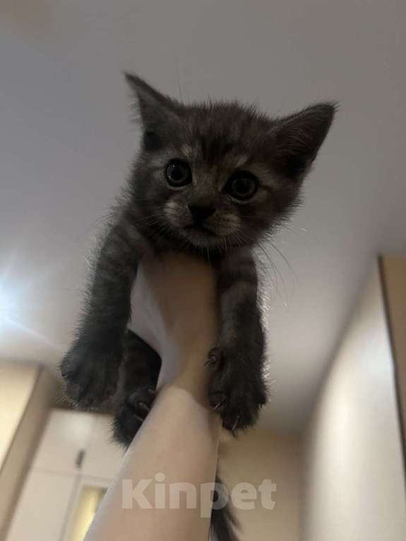 Кошки в Саратове: Шотландские котята Разнополые, 8 000 руб. - фото 3