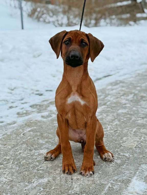 Собаки в других городах Московской области: Малышка Единственная в помете  Девочка, 110 000 руб. - фото 4