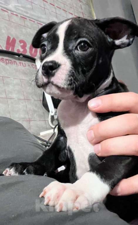 Собаки в Новосибирске: Юла  Девочка, 20 000 руб. - фото 1