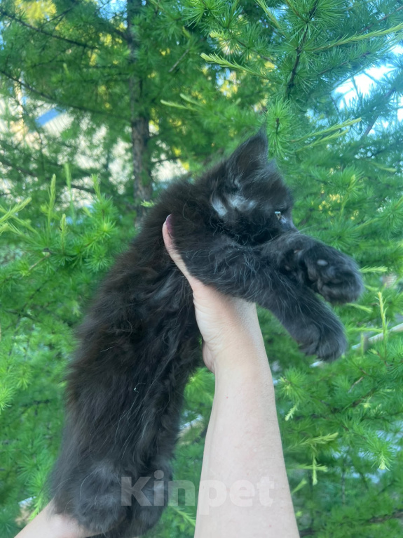 Кошки в Новосибирске: Котята мейн кун Девочка, 50 000 руб. - фото 8