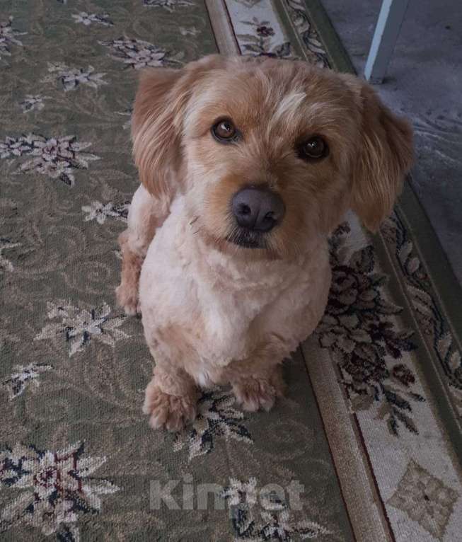 Собаки в Краснодаре: Розовый пёс в очень добрые руки Мальчик, 555 руб. - фото 6