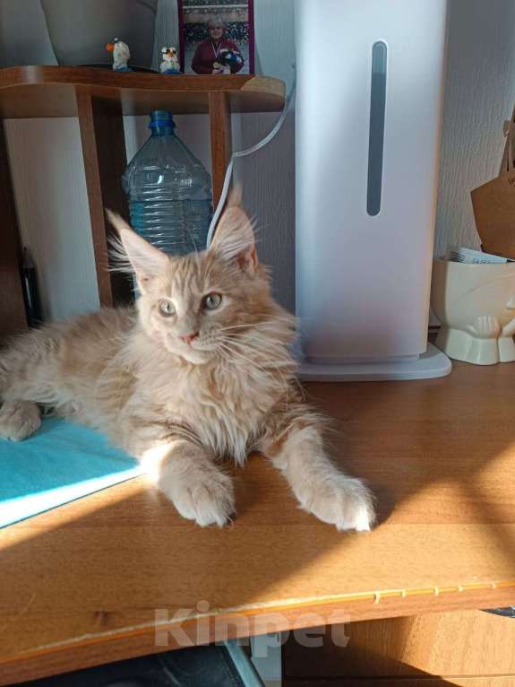 Кошки в Москве: Котенок мейн кун Мальчик, Бесплатно - фото 3