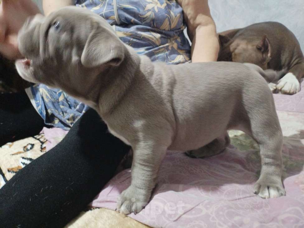 Собаки в других городах Ростовской области: Американский булли  Мальчик, 50 000 руб. - фото 3