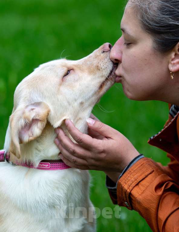Собаки в Москве: Молоденькая девочка в дар Девочка, Бесплатно - фото 5
