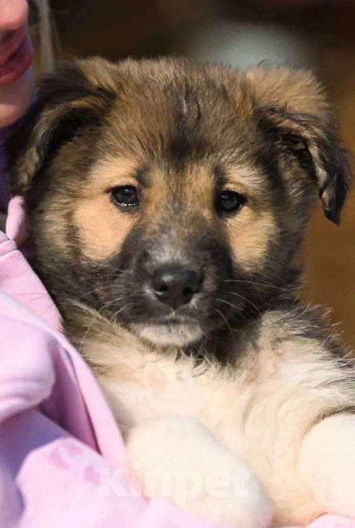 Собаки в Красногорске: Паго Мальчик, Бесплатно - фото 4