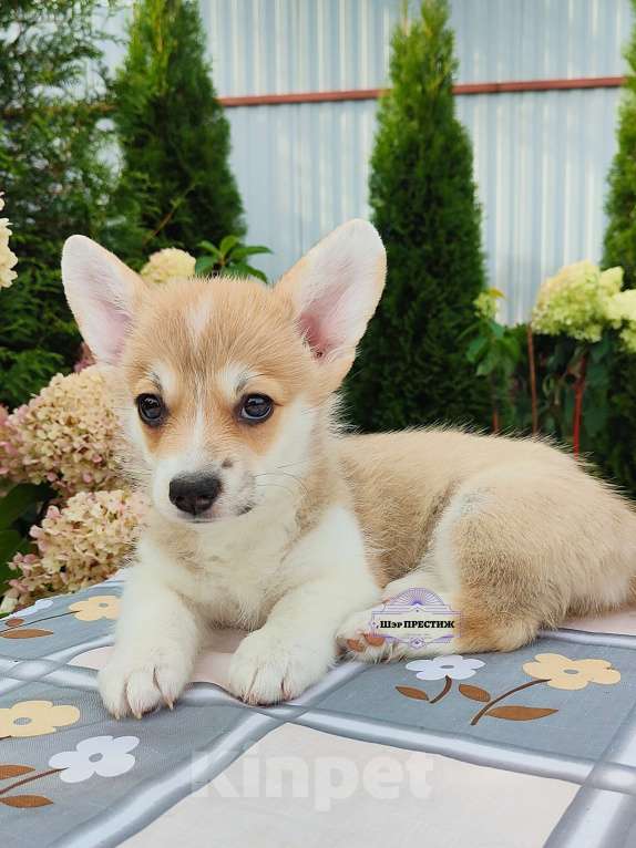 Собаки в Москве: Малышка Вельш корги пемброк  Девочка, 60 000 руб. - фото 3
