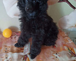 Собаки в Москве: Пудель миниатюрный Мальчик, 60 000 руб. - фото 4