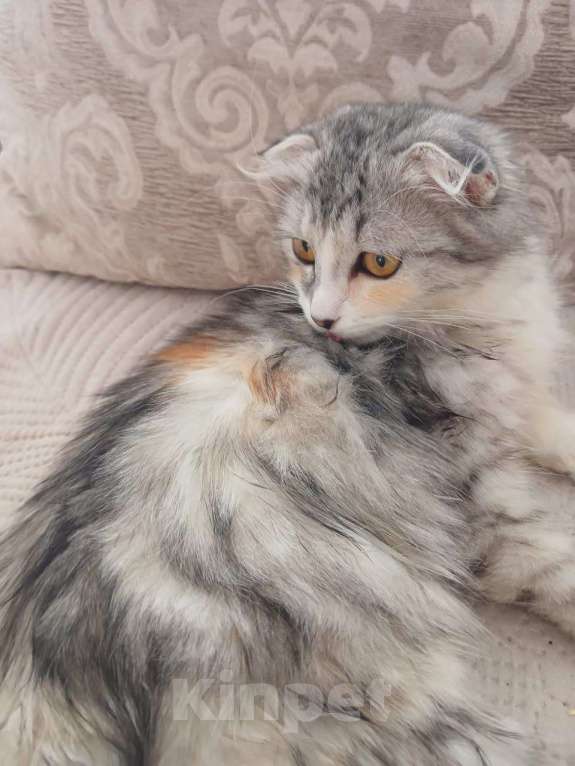 Кошки в Москве: Котенок Сказка в добрые руки Девочка, Бесплатно - фото 1