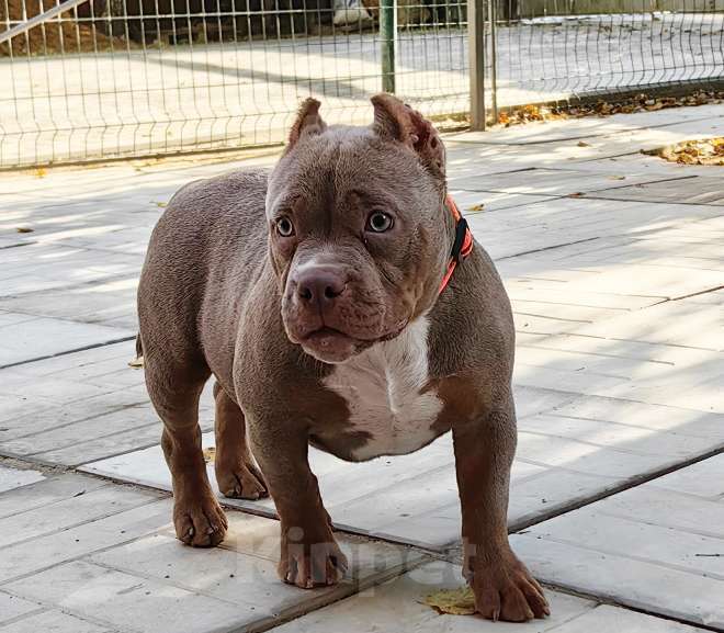 Собаки в Москве: Американский булли. Мини покет. Девочка Девочка, 120 000 руб. - фото 3