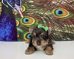 Собаки в Москве: Мраморный йорк крупный мальчик голубоглазый Мальчик, 60 000 руб. - фото 7