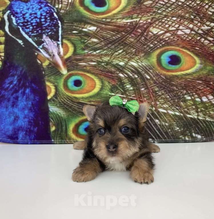 Собаки в Москве: Мраморный йорк крупный мальчик голубоглазый Мальчик, 60 000 руб. - фото 7