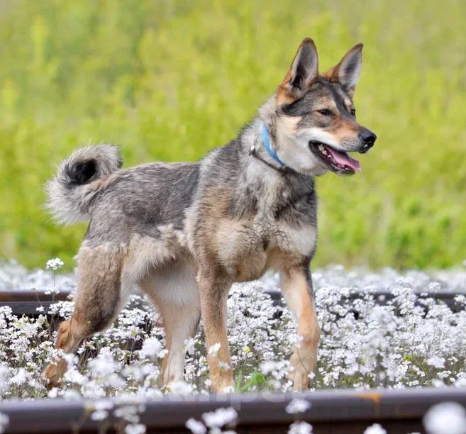 Собаки в Ярославле: Манюня ждет Вас в приюте! Девочка, Бесплатно - фото 4