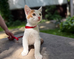 Кошки в Королеве: Котенок Мальчик, Бесплатно - фото 5