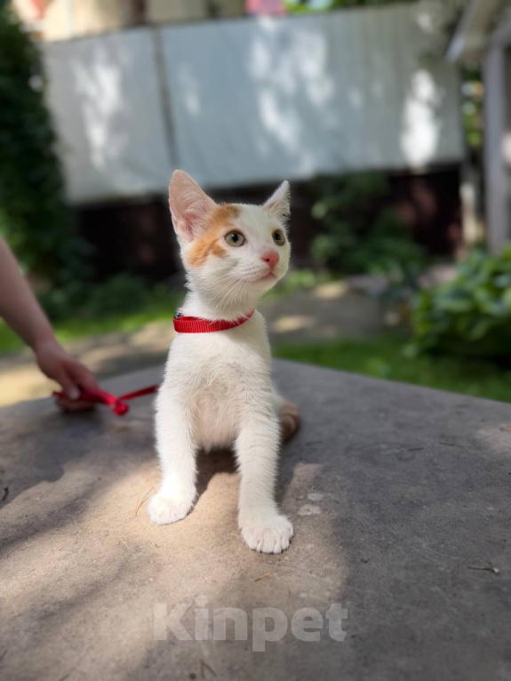 Кошки в Королеве: Котенок Мальчик, Бесплатно - фото 5