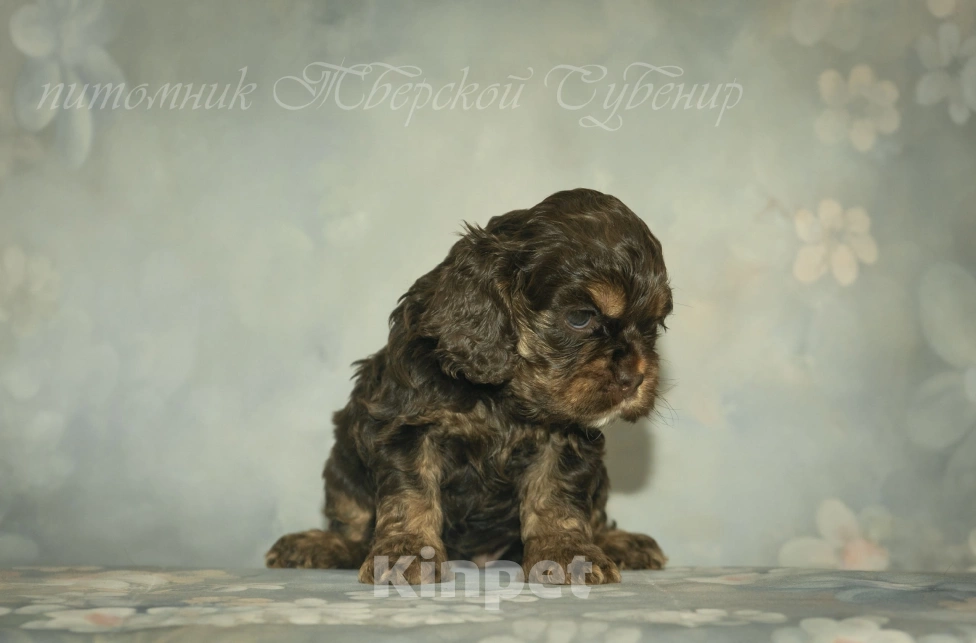 Собаки в Твери: шоколадно подпалый мальчик Мальчик, Бесплатно - фото 2