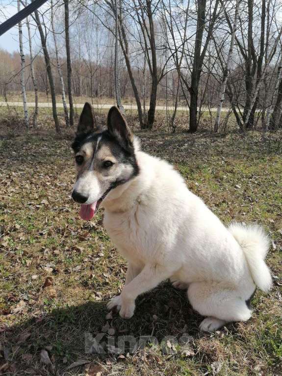 Собаки в Москве: Лайка Аша в дар Девочка, Бесплатно - фото 2