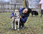 Собаки в Москве: Ваниль Девочка, Бесплатно - фото 1