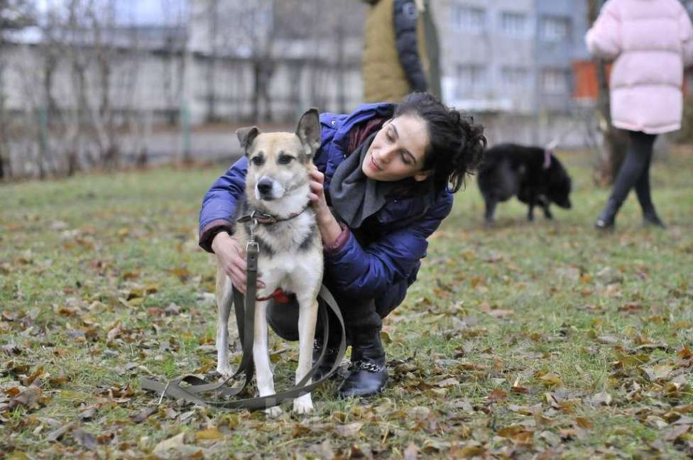 Собаки в Москве: Ваниль Девочка, Бесплатно - фото 1