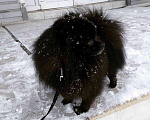 Собаки в Красноярске: Вязка чёрный шпиц, 10 000 руб. - фото 3