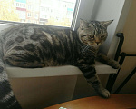 Кошки в Казани: Шотландский кот, 1 000 руб. - фото 4