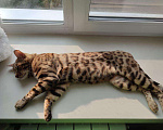 Кошки в Североморске: Бенгальский кот, вязка., 3 000 руб. - фото 2